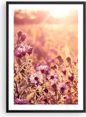 Produktbild von Gerahmtes Poster - Schwarzer Rahmen - Wiese Blumen Sonne - 50x70 cm - Wand Bild - Wanddeko - Wandbilder - Kunstposter - Wandposter - Bilderrahmen - Bilder - Kunstdruck - P2BPA50x70-4819