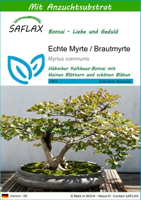 Produktbild von SAFLAX - Echte Myrte / Brautmyrte - Myrtus communis - 30 Samen - Mit keimfreiem Anzuchtsubstrat