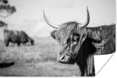 Produktbild von MuchoWow® Poster Schottischer Highlander - Tiere - Schwarz - Weiß 180x120 cm - Fotoplakat