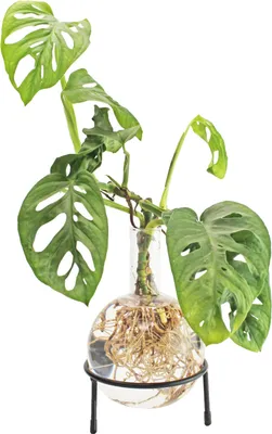 Zdjęcie produktu dla Wazon Flora Hydro z metalowym stojakiem