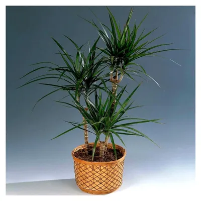 Produktbild von Pflanzengeschenk für Zuhause oder Büro - Dracaena Madagascar Drachenbaum im 13 cm Topf