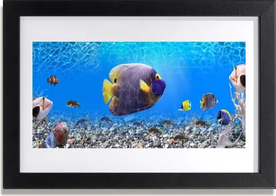 Produktbild von Bild 30x20 MDF-Rahmen Wandkunst Fisch Natur