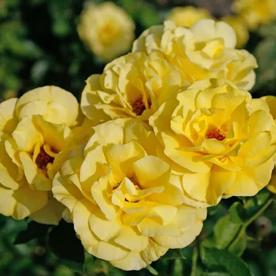 Produktbild von Rosa  - Kletternde Rose - Rosa 'Climbing Friesia'