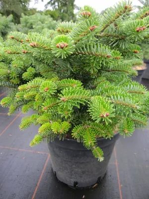 Produktbild von Abies nordmannia Astrid - Zwergige Nordmanntanne Astrid - 25-30cm
