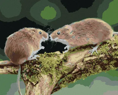 Produktbild von Zuty - Malen nach Zahlen - ZWEI MÄUSE IM WALD, 40x50 cm, mit Keilrahmen (bereits gespannt)