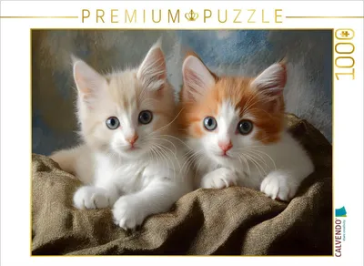 Produktbild von CALVENDO Puzzle Süsse Katzengeschwister | 1000 Teile Lege-Größe 64x48cm Foto-Puzzle für glückliche Stunden