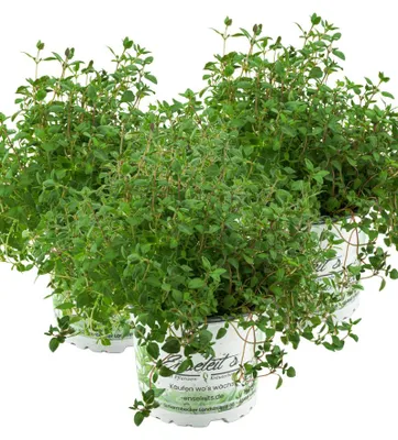 Produktbild von Enseleits 3er Set Thymian Pflanze, aus Nachhaltigem Anbau, Marktfrische Qualität aus der Gärtnerei !
