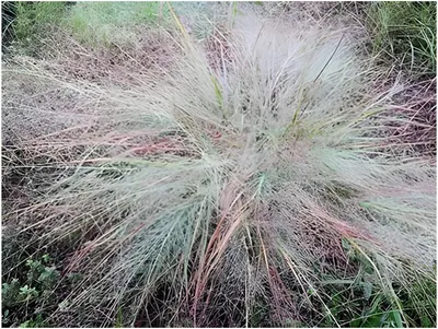 Produktbild von Stauden Gänge 5 x Eragrostis elliottii 'Blue Eros‘ im 1 Liter Topf - Blaues Liebesgras - Filigrane Schönheit mit bläulichem Schimmer