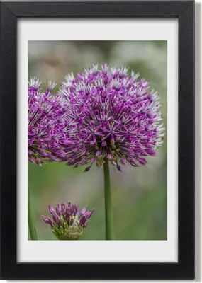 Produktbild von Bild 20x30 MDF-Rahmen, Wandkunst Knoblauch Blumen