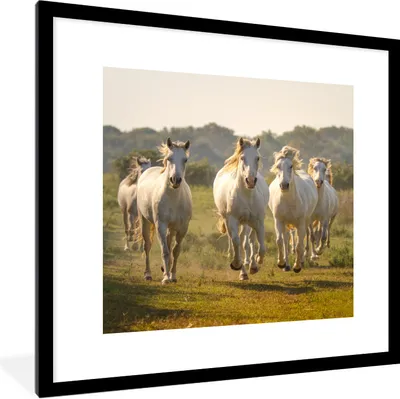 Produktbild von MuchoWow® Gerahmtes Poster Galoppierende weiße Pferde 40x40 cm - Poster mit Schwarzem Bilderrahmen Wandposter Rahmen Foto Bilder - Poster - Plakat im Rahmen