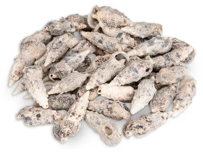Produktbild von Cerithium aluco 0,5 kg 5-7,5 cm ca. 34-45 Stück Hornschnecken Schneckenhaus