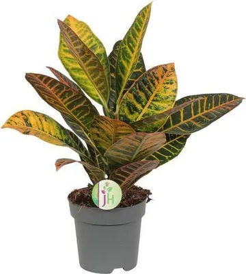 Immagine prodotto di Arbusto delle meraviglie Codiaeum 'Petra' - Croton - Ø17cm x H45cm - Pianta