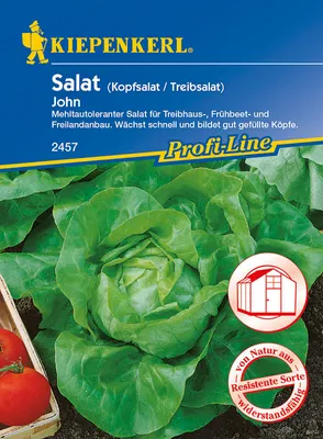 Zdjęcie produktu dla Sałata głowiasta John (uprawa szklarniowa) | Nasiona sałaty głowiastej firmy Kiepenkerl