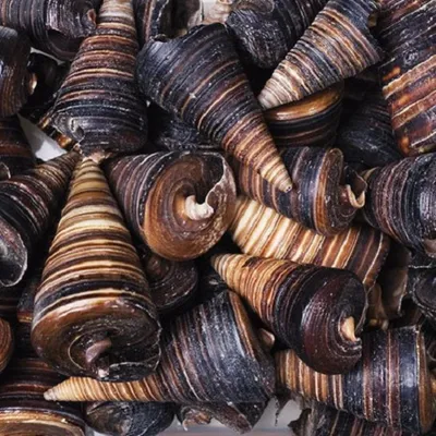 Produktbild von MUSCHELN Telescopium 10 Stück