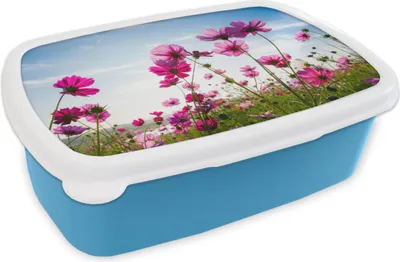 Produktbild von KitchenYeah® Lunchbox Brotzeit Brotdose 17x11 cm Blumen - Rosa - Cosmea Kinder Brotzeitdose - Lunch - Kunststoff  - Brotbüchse - Sandwichbox - Lunchbox für Kinder