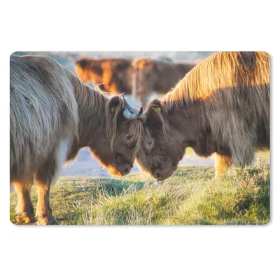 Produktbild von MuchoWow® Schreibtischunterlage Schottische Highlander - Tiere - Sonne 60x40 cm - XXL Mauspad - Großes Mauspad