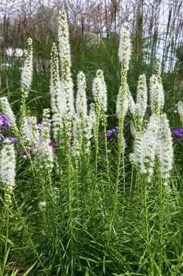 Produktbild von Liatris spicata 'Floristan Weiß', Prachtscharte, weiß, ca. 9x9 cm Topf