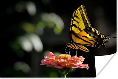 Produktbild von MuchoWow® Poster Schmetterling - Botanisch - Blume 120x80 cm - Bilder