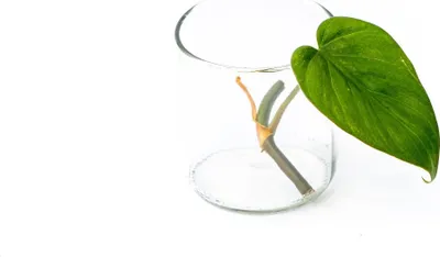Obrázek produktu pro Gardners Philodendron scandens - řízek k zakořenění