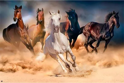 Produktbild von Erik Editores Five Horses Plakat Mehrfarbig Mehrfarbig One Size