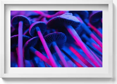 Produktbild von Magische farbige Pilze– Wandbild mit Rahmen – Gerahmtes Bild  – Wanddekoration – 60x40 cm –  Schwarz Rahmen