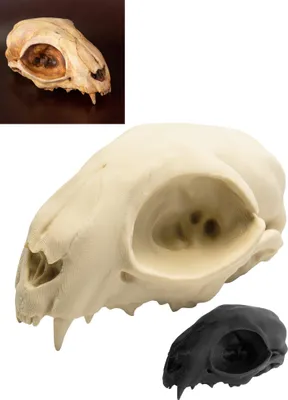 Produktbild von Katzenschädel - 3D-Druck (12cm) Farbe: knochenfarben