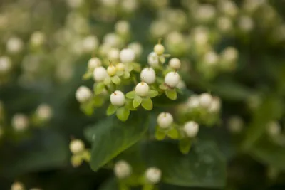 Produktbild von Hypericum inodorum 'Magical White' -R-, Johanniskraut, weiß, 20–30 cm