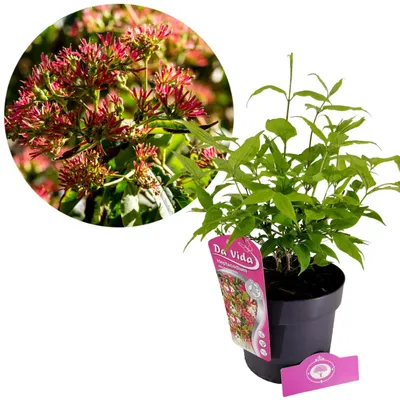 A potted plant with a close-up inset of its flowers, presented against a white background.