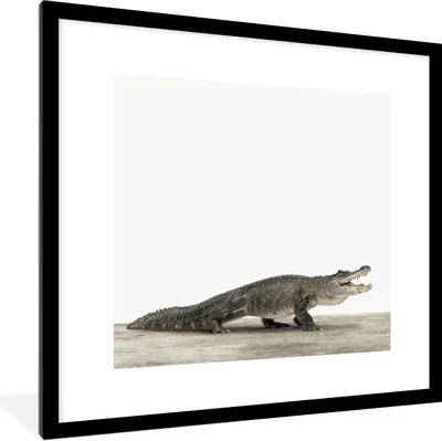 Produktbild von MuchoWow® Gerahmtes Poster Kinder - Krokodil - Junge - Kinder - Mädchen 40x40 cm - Poster mit Schwarzem Bilderrahmen Wandposter Rahmen Foto Bilder - Poster - Plakat im Rahmen