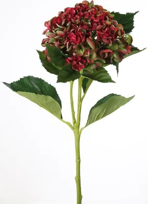 Produktbild von Gilde Hortensie/2  aus Kunststoff · rot-grün  Höhe 72 cm   54073