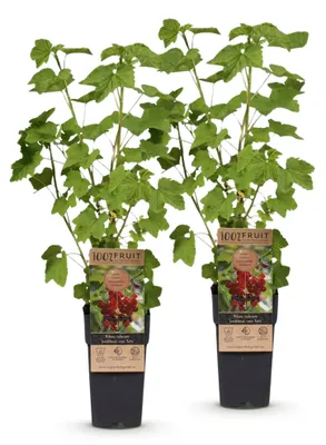Produktbild von Green boutiQ - Obstpflanze - Ribes rubrum Jonkheer van Tets - Beerenpflanze - Frosthart - Rote Johannisbeere - 2 Pflanzen - Topf 15cm - Höhe 50cm