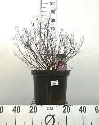 Immagine prodotto di Spiraea jap. 'Anthony Waterer' - Spirea nuziale 40- 50 cm - Contenitore
