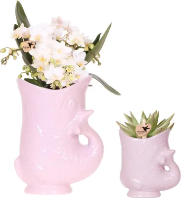 Produktbild von Blühende Zimmerpflanze Set weißer Orchidee Nazaré und Sukkulente im rosa Fisch
