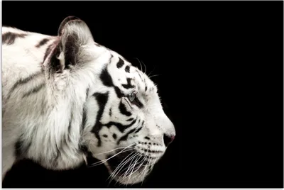 Produktbild von MuchoWow® Poster Tiger - Weiß - Schwarz 180x120 cm - Fotoplakat
