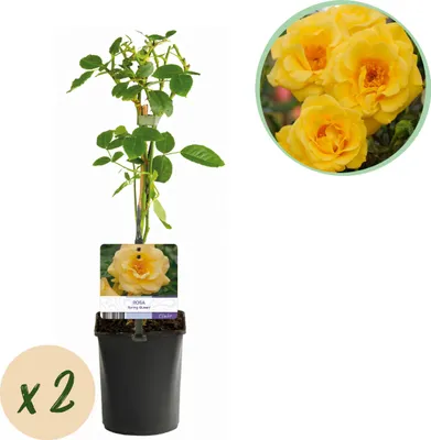 Produktbild von Kletterrose - Rosa Spring Queen - Blüte Gelb - Pflegeleicht - 2 Pflanzen - 30-40cm - Ø10cm - Gartenpflanze