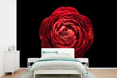 Produktbild von MuchoWow® Fototapete für Wohnzimmer oder Schlafzimmer Wandtapete Vinyl Motivtapete Eine Nahaufnahme einer roten Butterblume auf schwarzem Hintergrund - 330x220 cm - Fototapeten