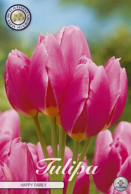 Artikelbild 2 von 'Tulpe Happy Family (7 Stück)' aus der Kategorie Tulpenzwiebeln
