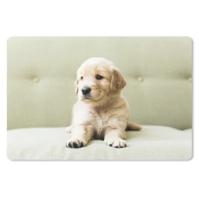 Produktbild von MuchoWow® Mauspad Mousepad Golden Retriever Welpe auf dem Sofa liegend 27x18 cm - Mousepads - Maus Mat - Pad - Mausunterlage - Büroartikel - Desk Matten