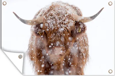 Produktbild von MuchoWow® 60x40 cm Outdoor-Poster Gartendeko Sichtschutz Garten Poster für den Garten  Schottischer Highlander - Hörner - Schnee