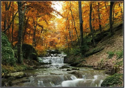 Produktbild von Wallario Wandbild Kleiner Bach über Steine im Herbstwald, Größe: 70,30 x 100,30 cm, Poster mit schwarzem Aluminiumrahmen