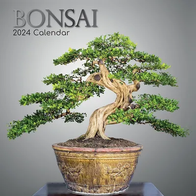 Immagine prodotto di Calendario Bonsai 2024 – Calendario da 16 mesi: Original The Gifted Stationery Co. Ltd [Multilingue] [Calendario] (Calendario da parete)