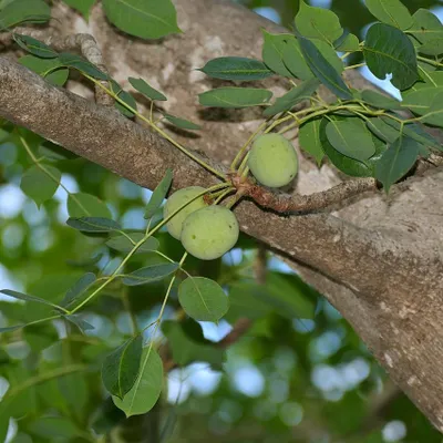 Obrázek produktu pro Marula (Sclerocarya birrea ssp. caffra) – 5 semen