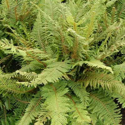 Obrázek produktu pro 6 x kapradina měkká  - Polystichum setiferum 'Herrenhausen'  | květináč 9 cm x 9 cm