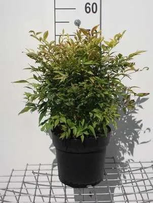 Image de Nandina dom. 'Gulfstream' - Bambou du ciel 25- 30 cm - Conteneur