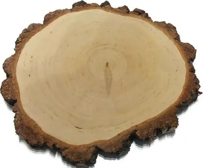 Produktbild von Holzscheibe Birke geschliffen 32-38 cm / 2,5 cm
