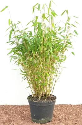 Produktbild von Fargesia murieliae 'Jumbo', Bambus, immergrün, 40–60 cm