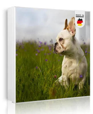 Produktbild von banjado Schlüsselkasten aus Metall, 30x30cm groß mit 32 Haken, als Magnettafel nutzbar, Korpus weiß, Anschlag links, Französische Bulldogge [SKGW2 10511]