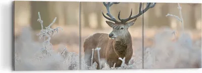 Produktbild von Bild auf Leinwand - Leinwandbild - Hirsch Wald Natur - 120x40cm - Wand Bild - Wanddeko - Wandbilder - Leinwanddruck - Bilder - Kunstdruck - Wanddekoration - Leinwand bilder - Wandkunst - CA120x40-3744