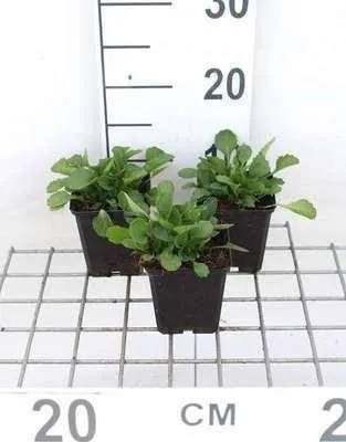 Produktbild von 6 x  Leucanthemum vulgare 'Maikönigin' - Margerite - Topf 9 x 9 cm
