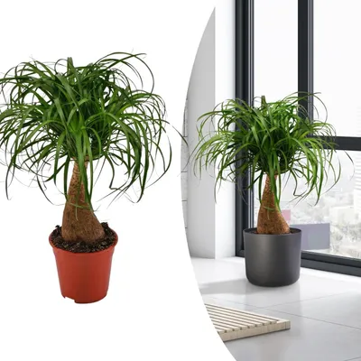 Productafbeelding van Becarnea Elephant Foot kamerplant 70 cm - Exotische groene plant met luchtzuiverende werking, ideaal voor beginners